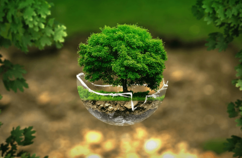 A tree.