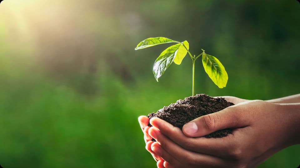 A small plant held in a hand with soil