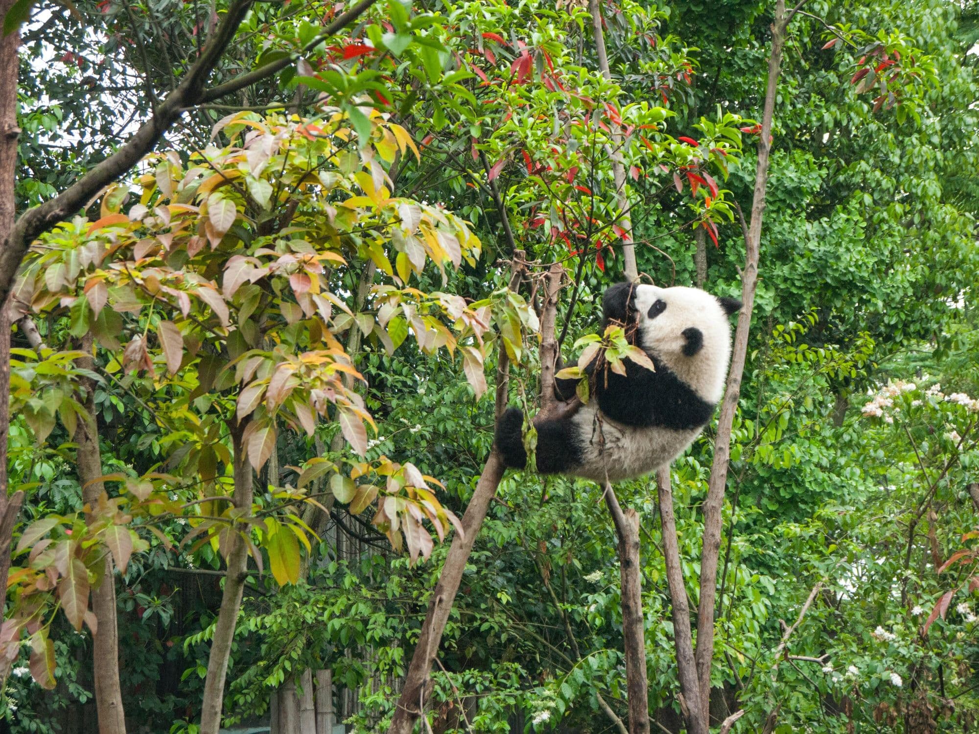A panda in a tree.