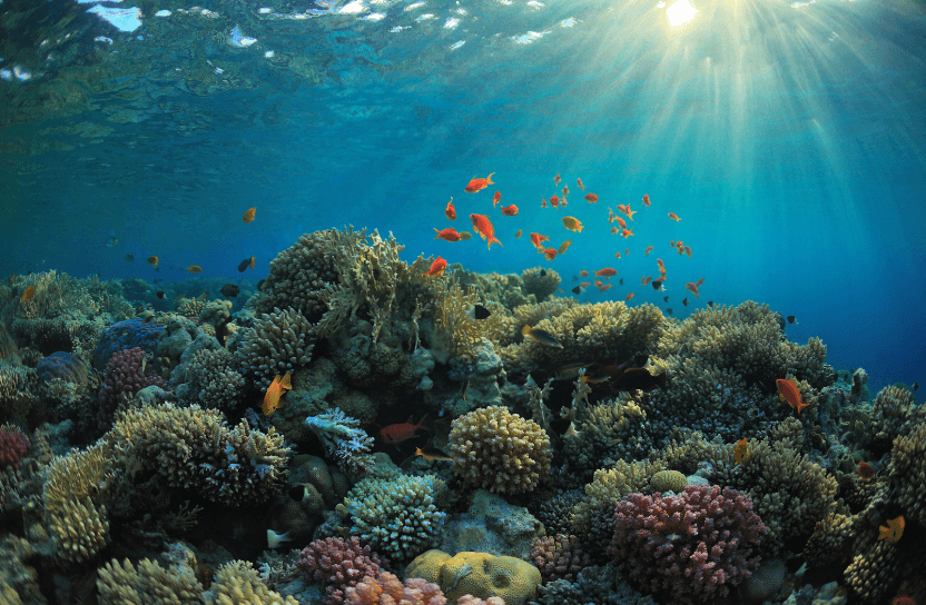 Coral reef.