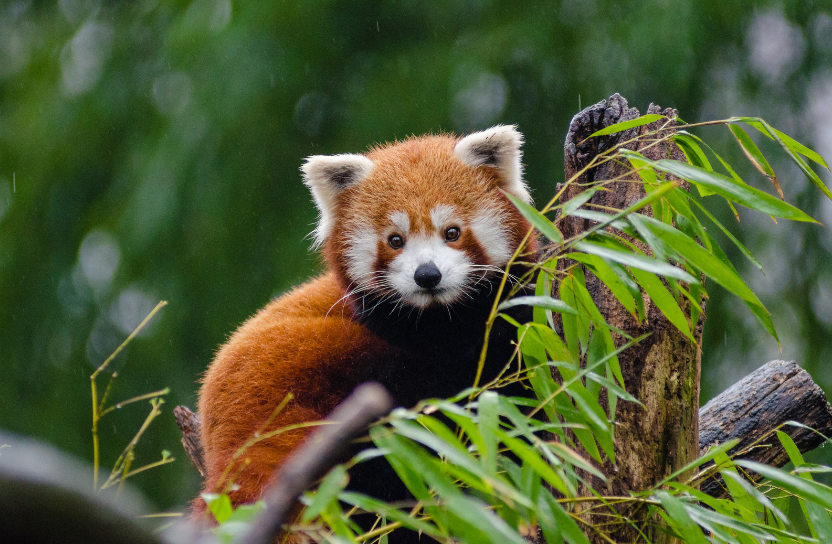 Röd panda i högt gräs.