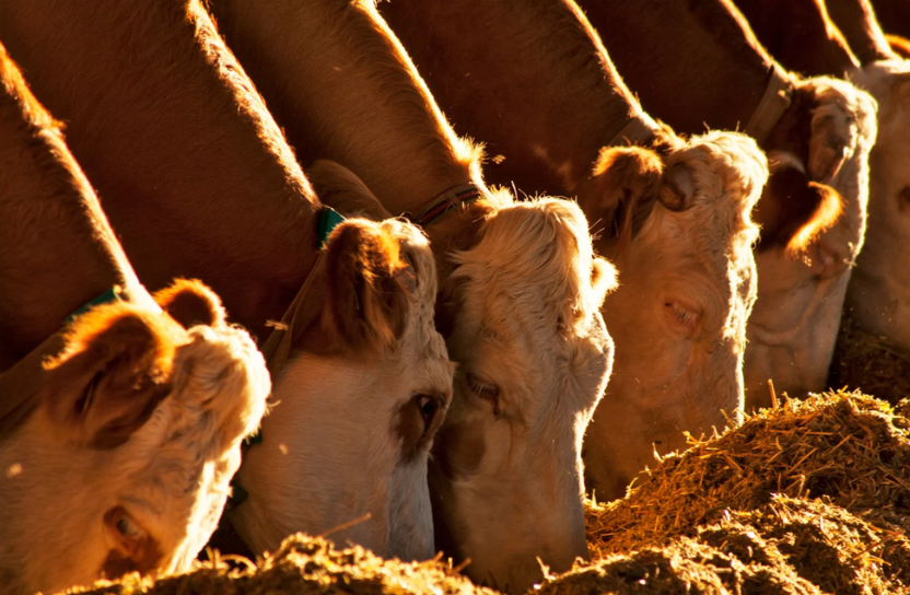 Cows.