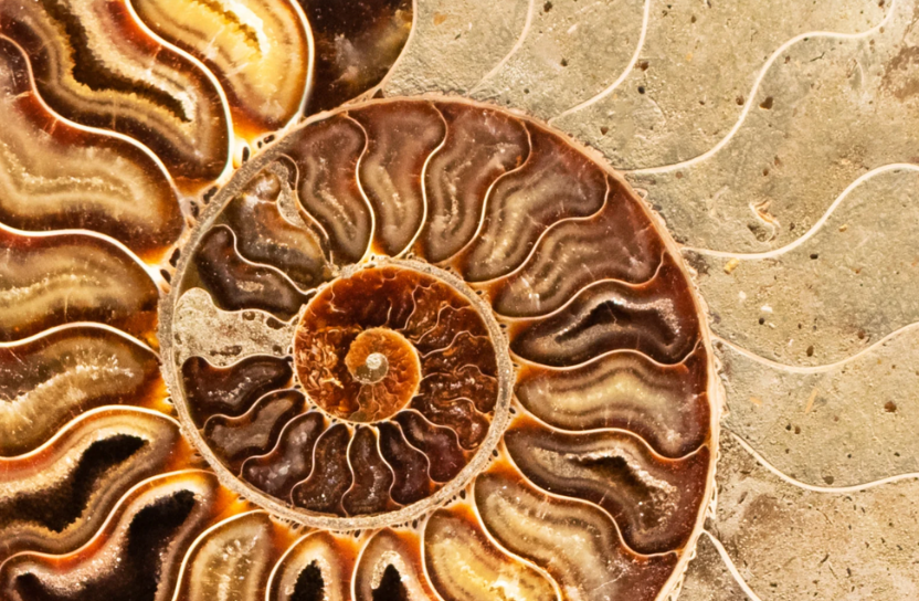 Fossil.