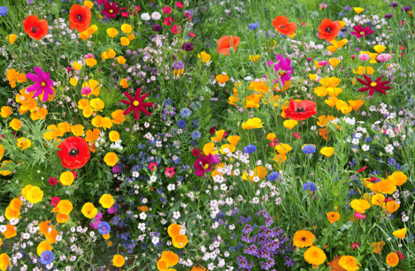 Blommor på äng.