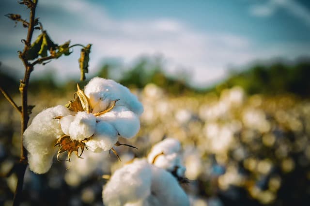 cotton-2807360_640