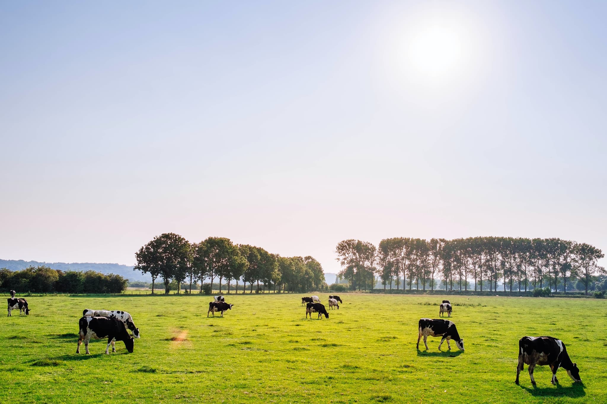 cows-leon-ephraim