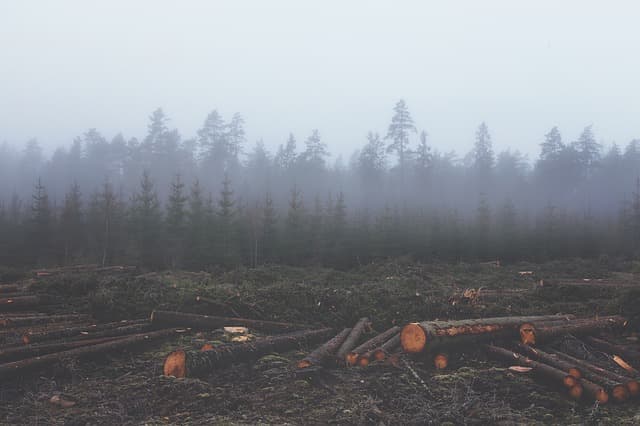 deforestation-351474_640-1