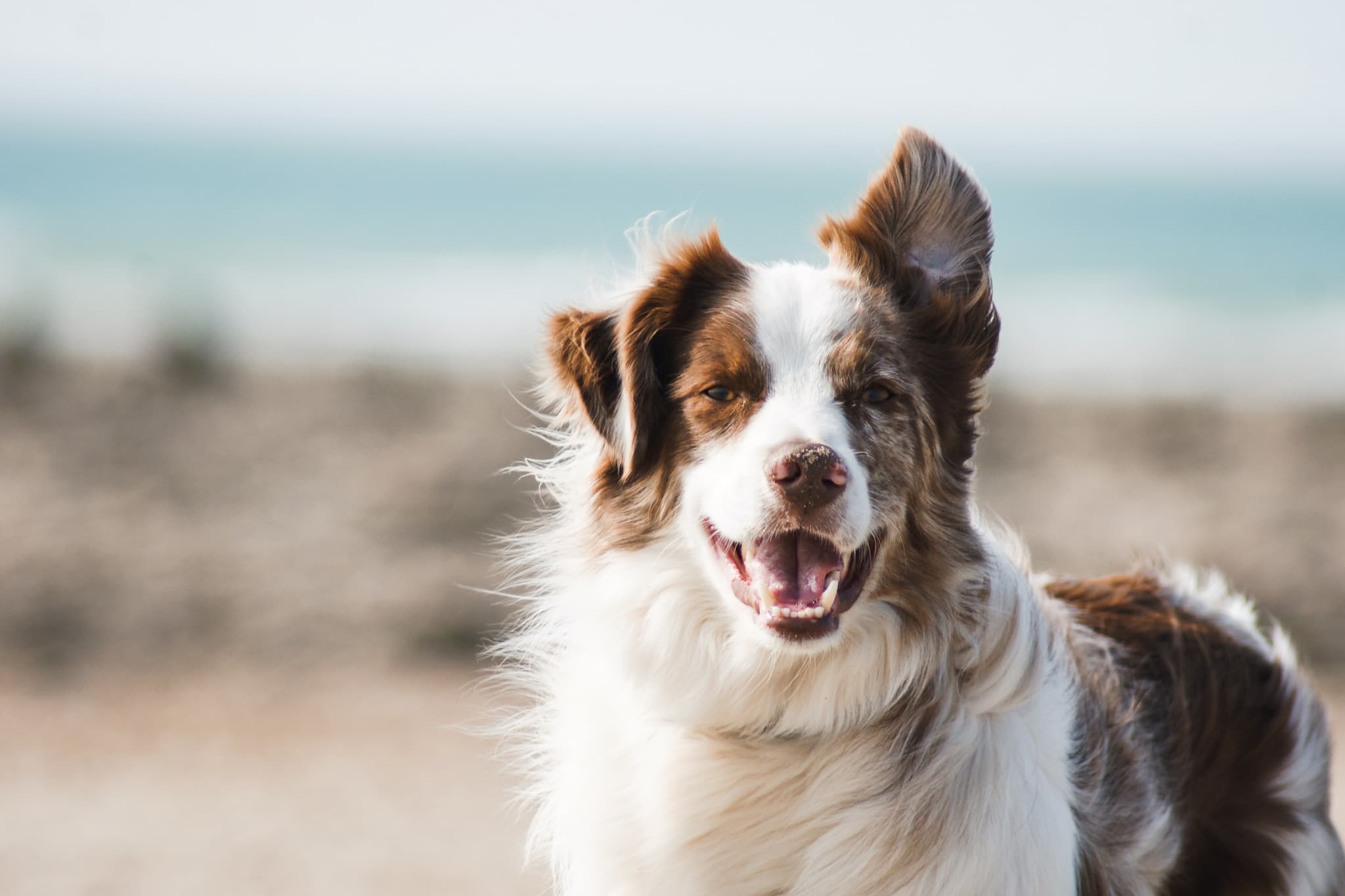 dog-pauline-loroy