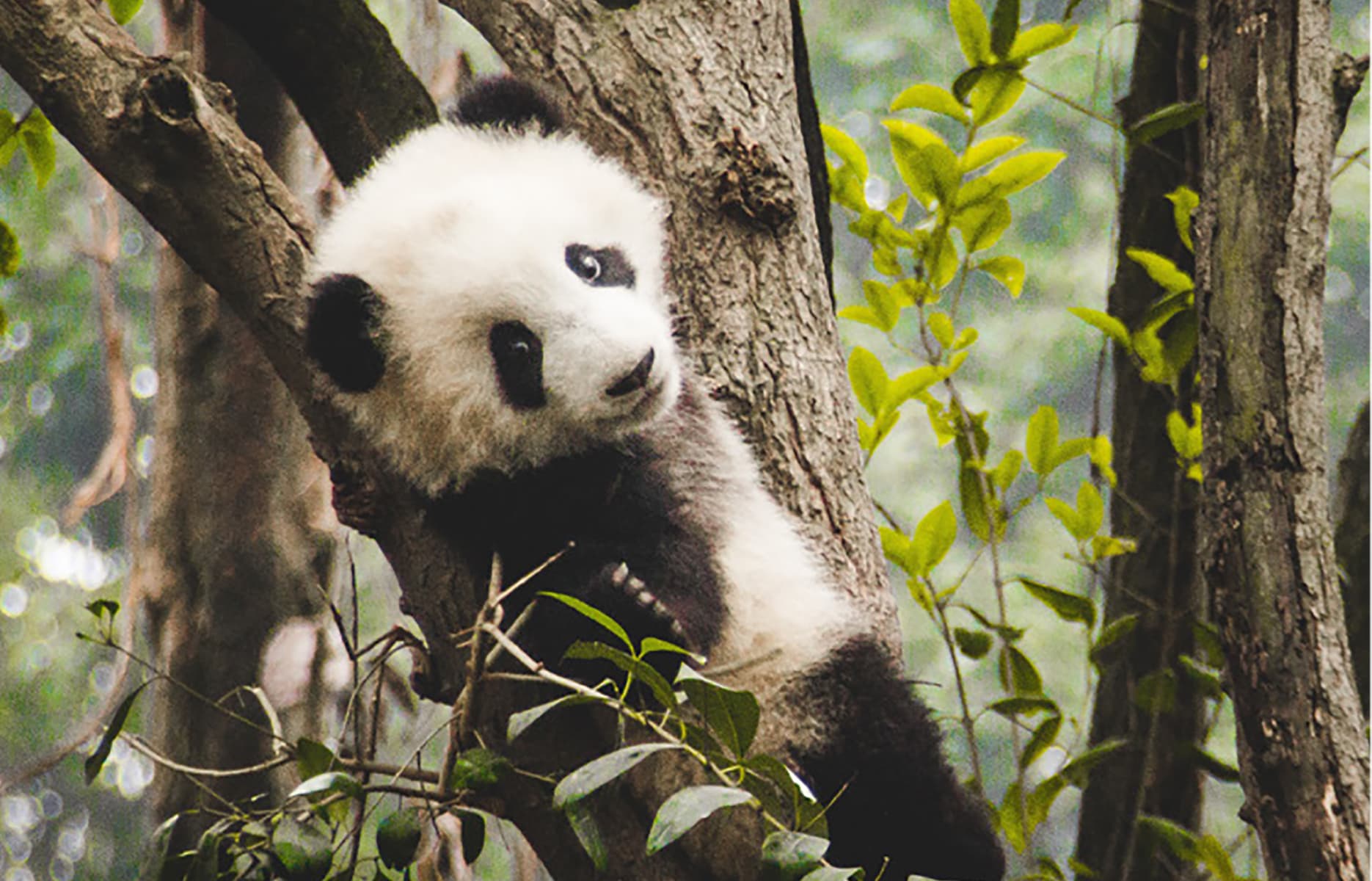 1920x1200_China-WWF-cookstoves-_panda