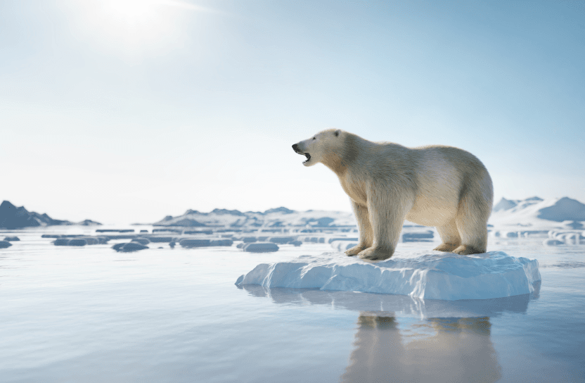 Isbjörn på ett isflak.