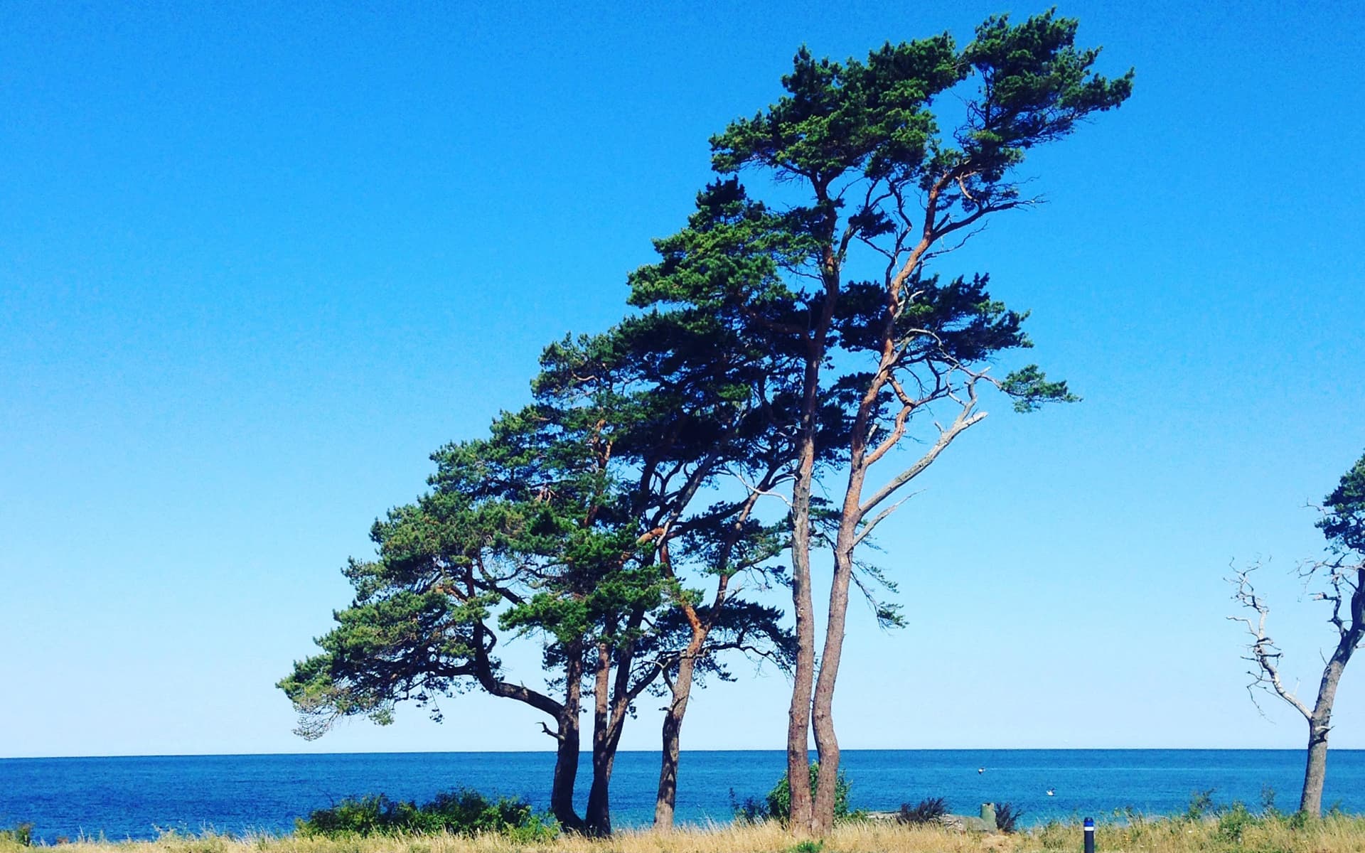 sommarlasning_2_1920x1200