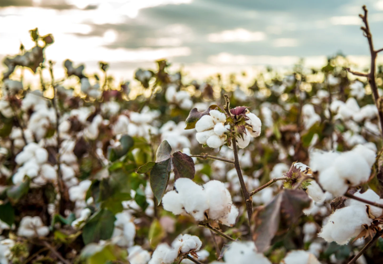 Cotton field.