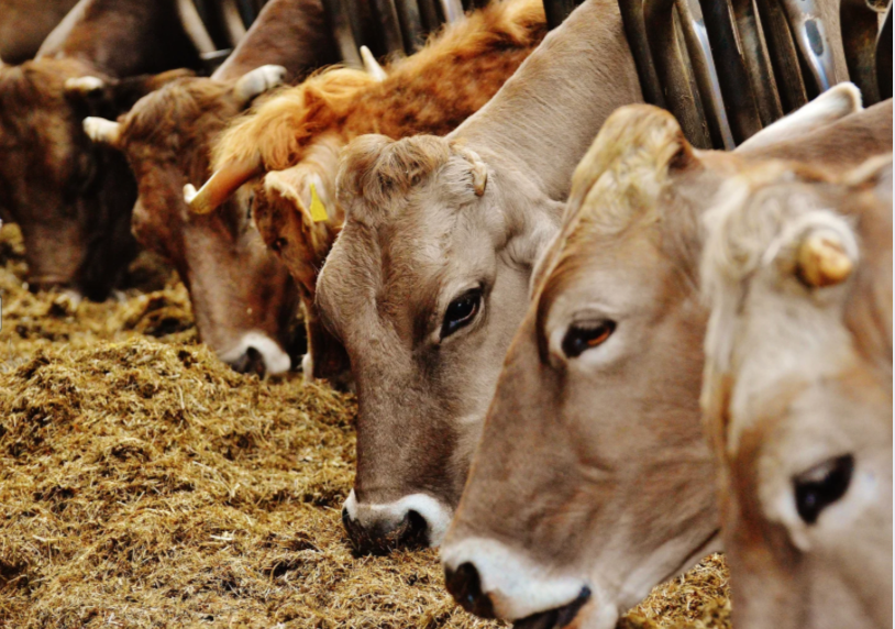 Cows.