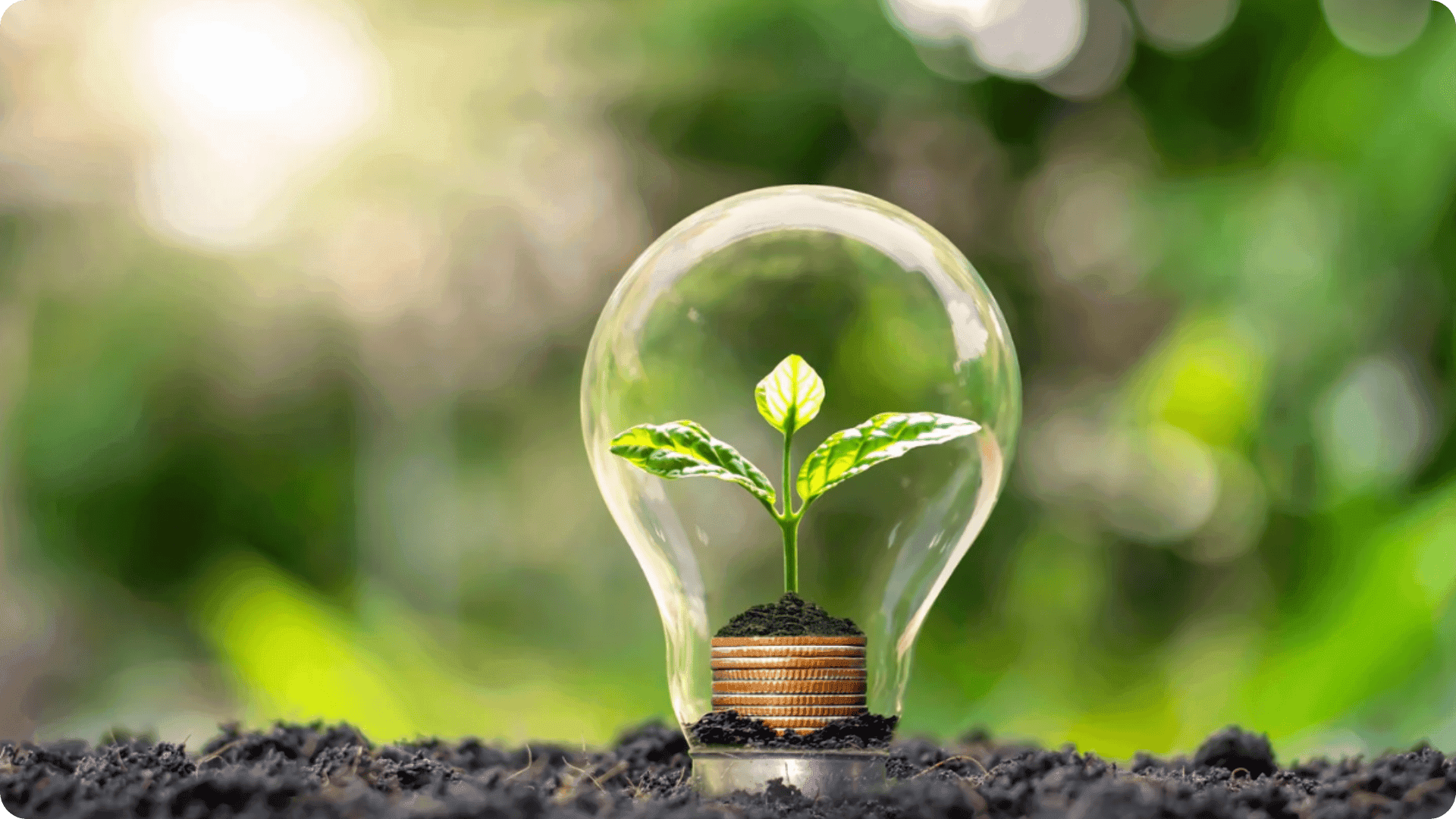 A plant growing inside a light bulb.