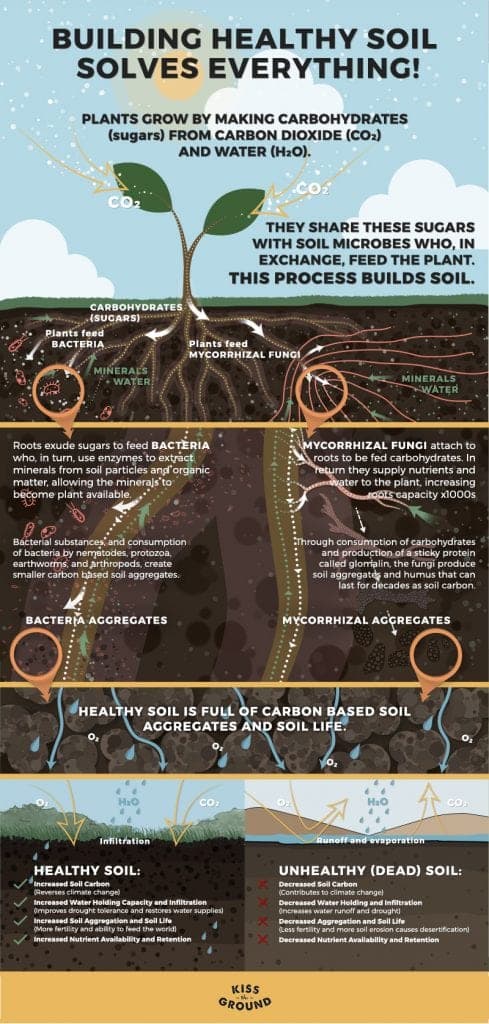 healthysoil_info_FV2-489x1024-1
