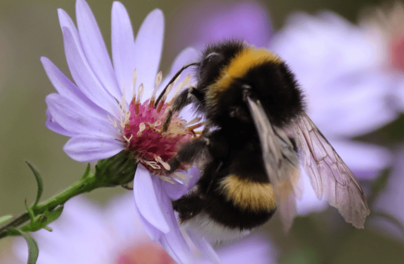 A bumblebee in a flower.
